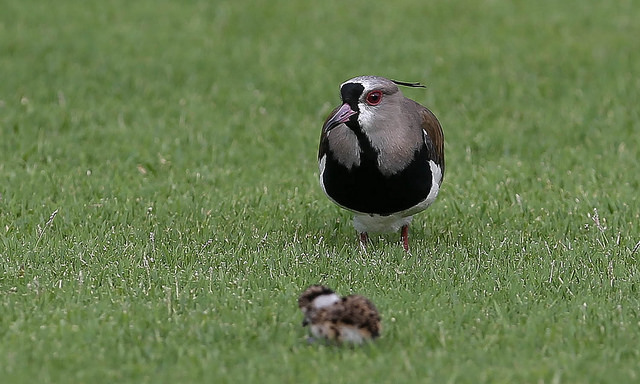 Quero-Quero e filhote no campo de treinamentos do Palmeiras